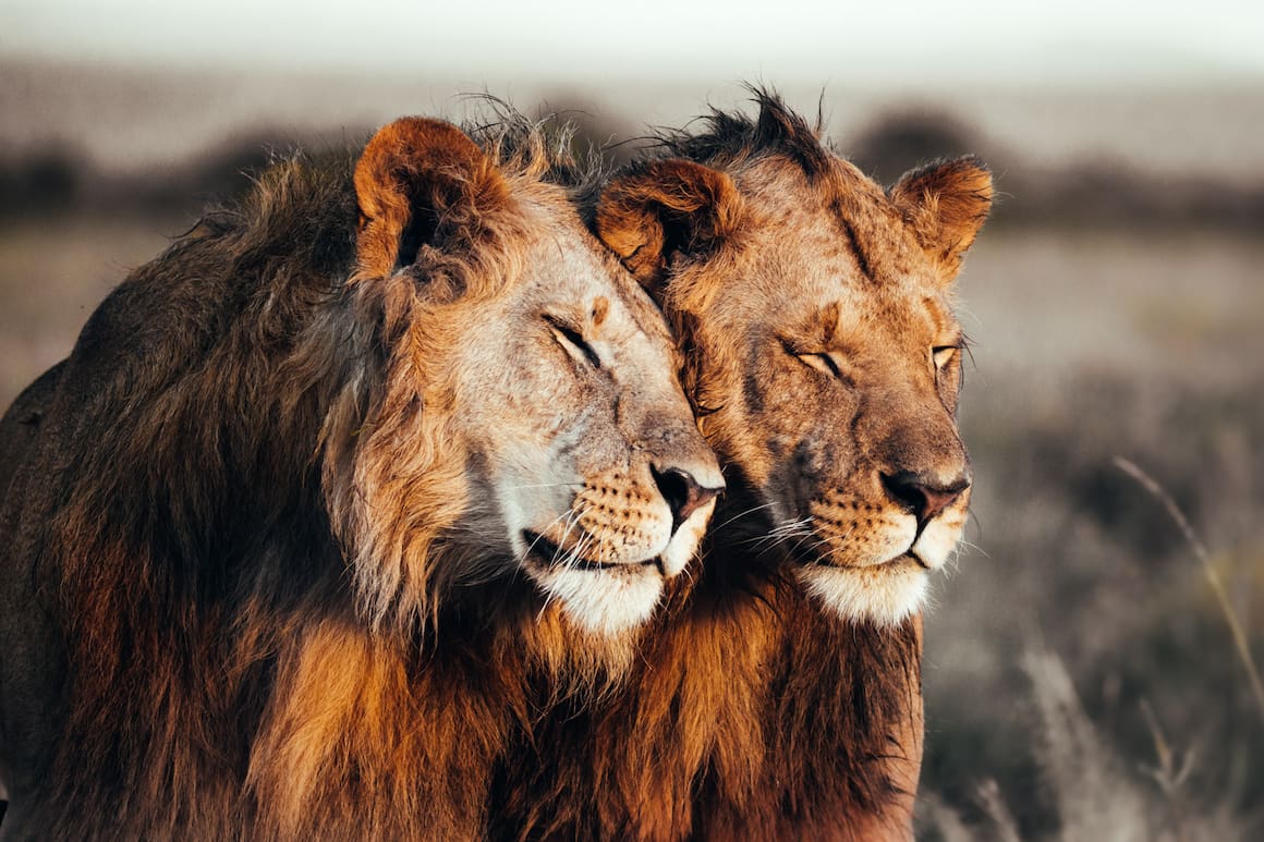 prints for wildlife löwen afrika