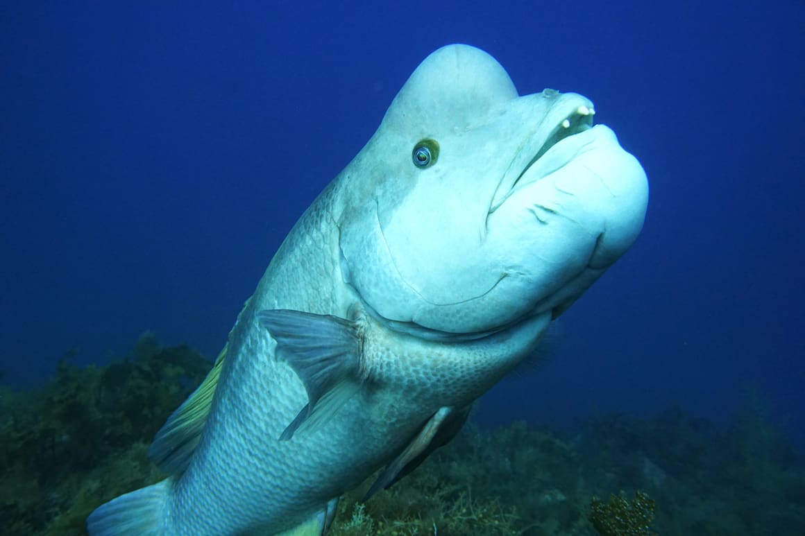 Kobudai, Ein Wunder namens, Tierwissen, Fisch, Terra Mater