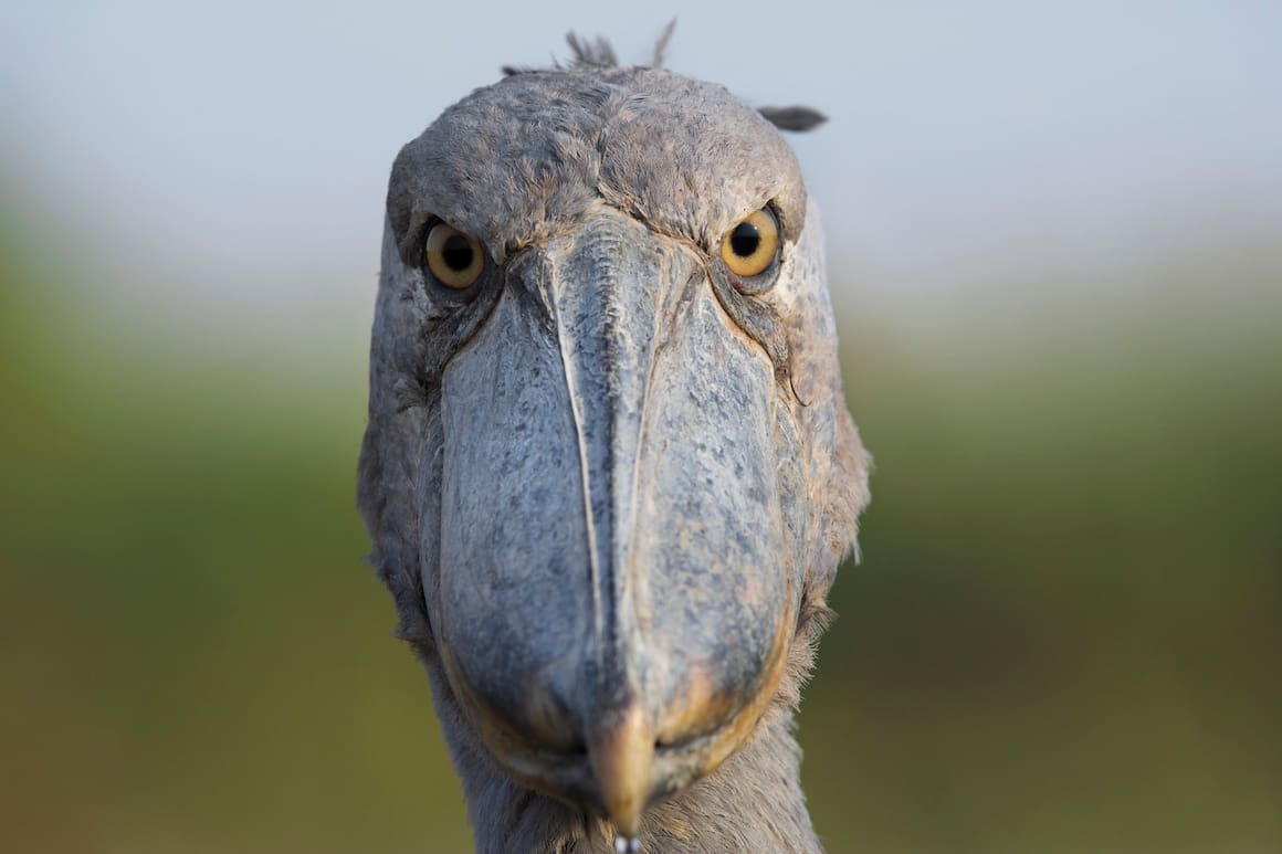 Schuhschnabel schräger Vogel Afrika