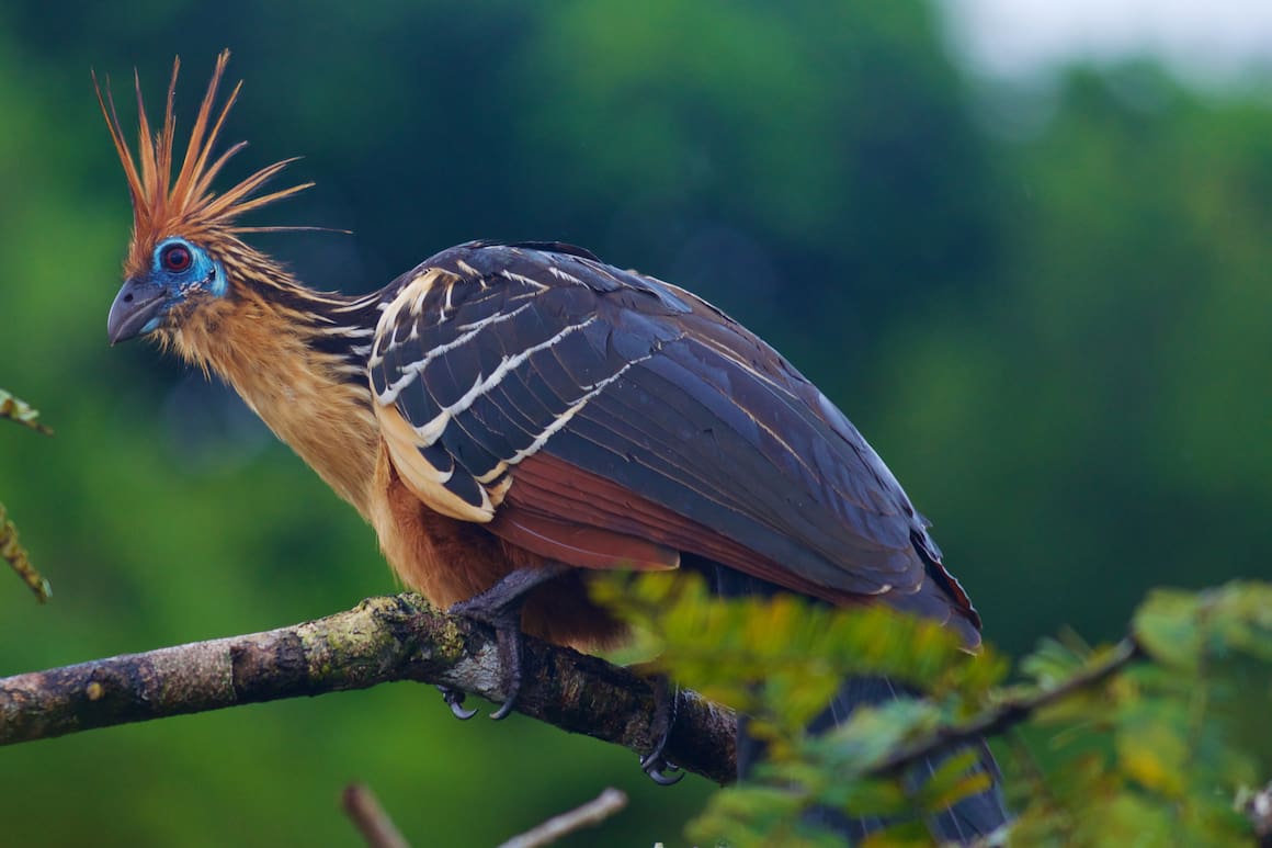 Hoatzin, Tierwissen, Terra Mater, ein Wunder namens