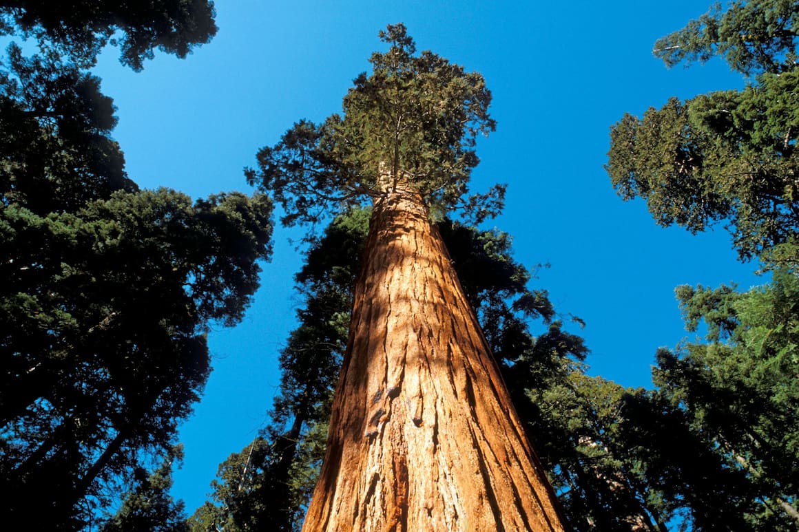 Riesen-Mammutbaum, Sequoiadendron giganteum, USA