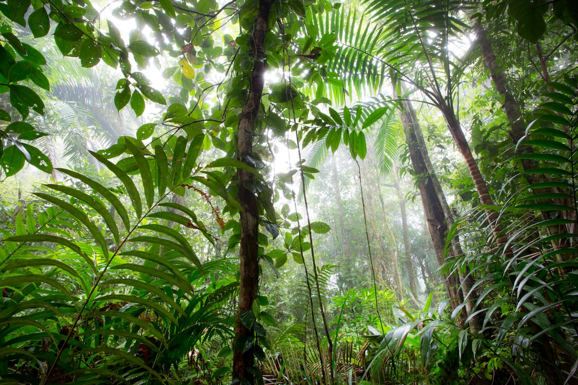 Costa Rica Wiederaufforstung Regenwald