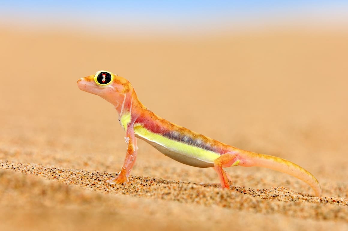 Namibgecko, Gecko, Tierwissen, ein Wunder namens, Terra Mater