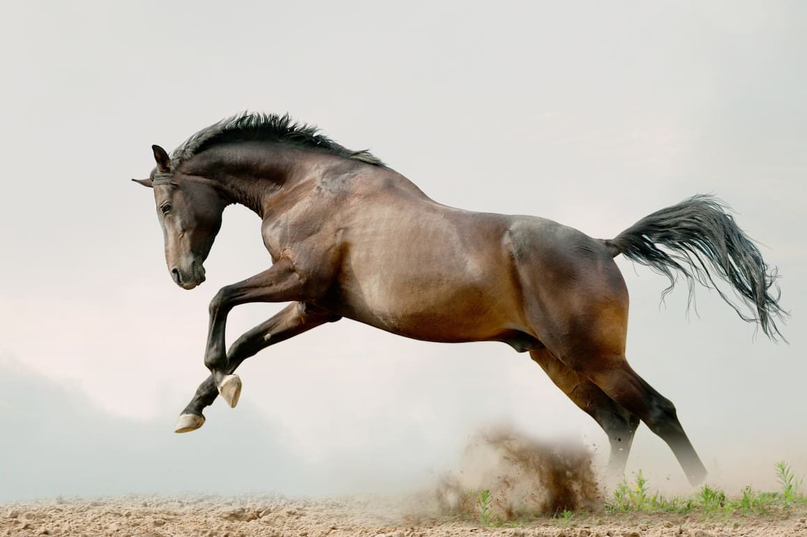 Trakehner, Pferd, Pferderasse, ein Wunder namens, Tierwissen, Terra Mater