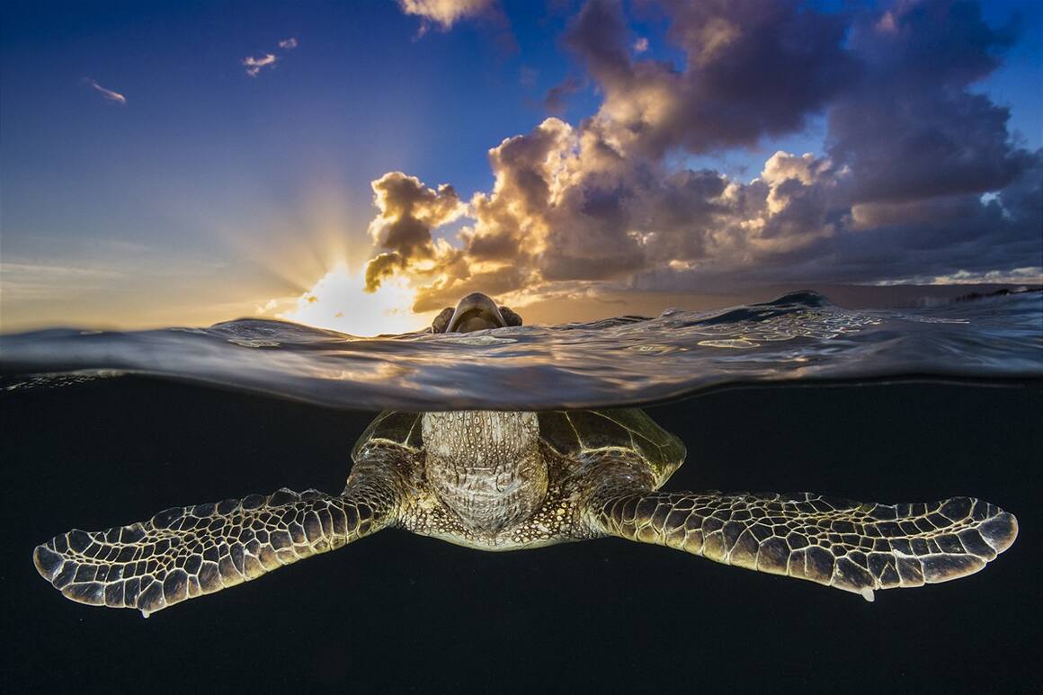 Schildkröte, Mittelmeer, Unterwasseraufnahme