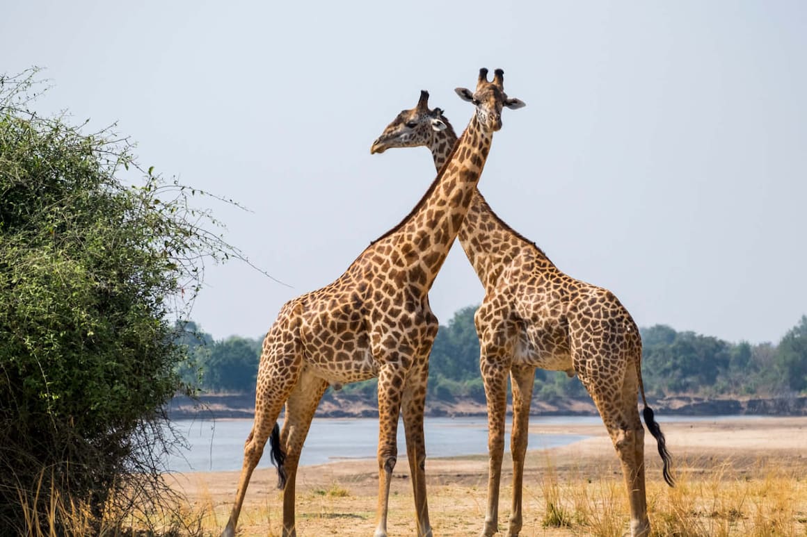 Zwei Giraffen an der Wasserstelle im National Park Sambia.