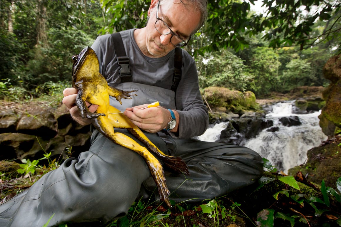 Goliathfrosch Kamerun größter Frosch der Welt gefährdet