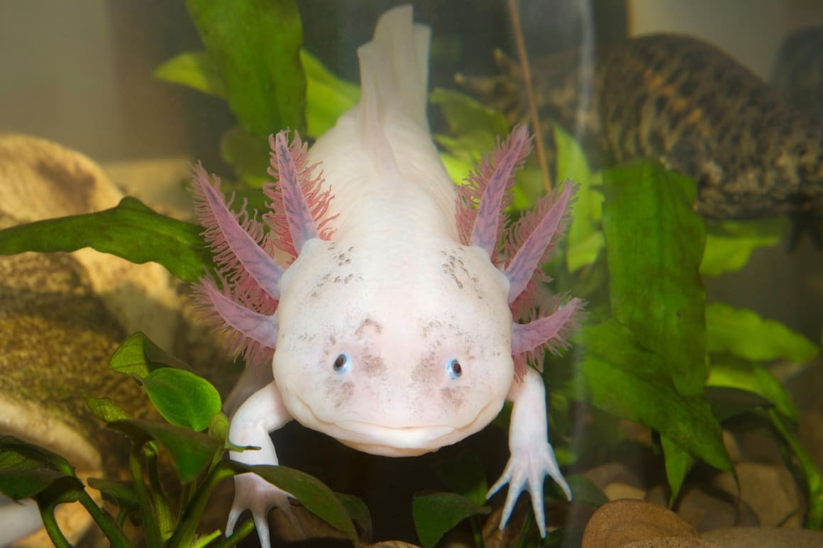 Axolotl, Tierwissen, ein Wunder namens, Terra Mater