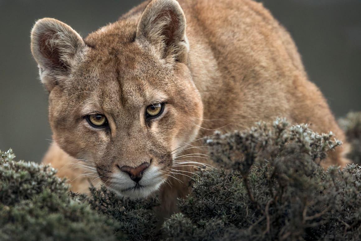 Pumas Patagonien preisgekrönte Photos