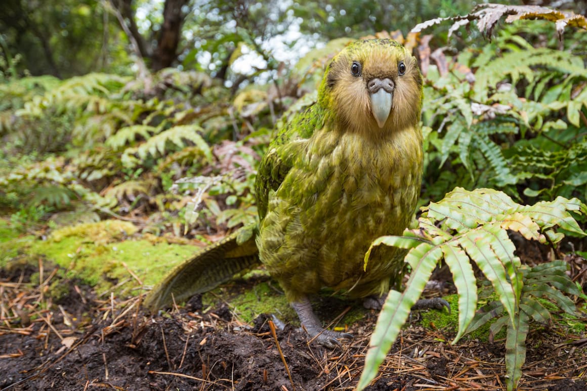 Kakapo-Dame Lisa aus Neuseeland.