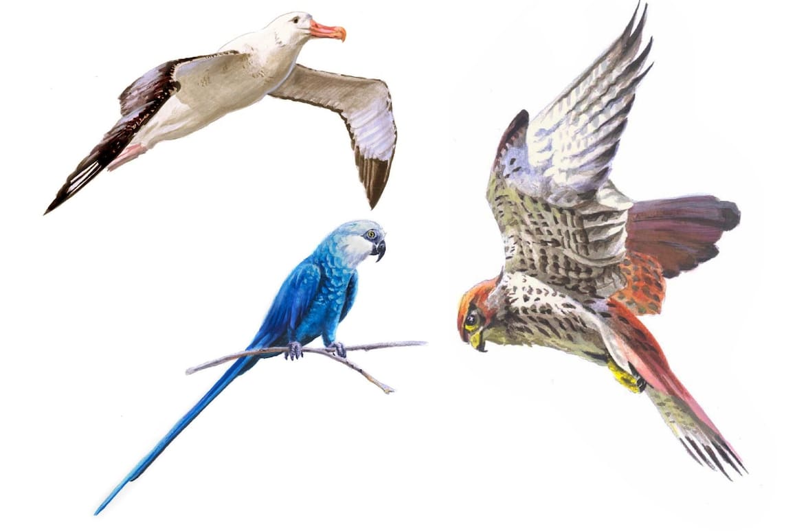 Albatros, Falke, Papagei, Vögel, Terra Mater